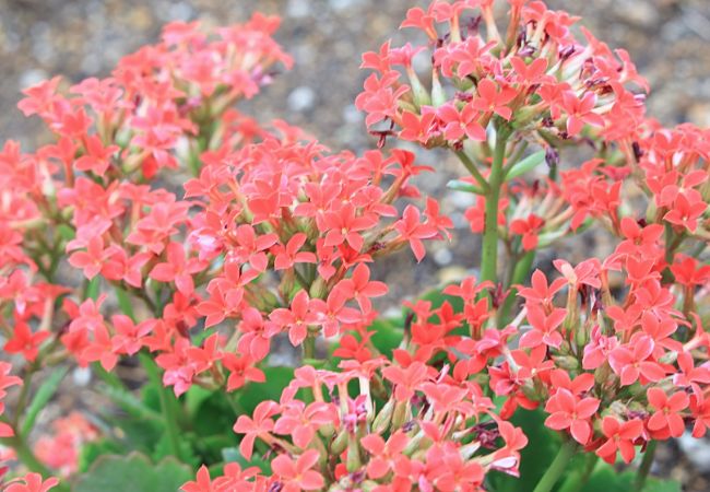 花壇②