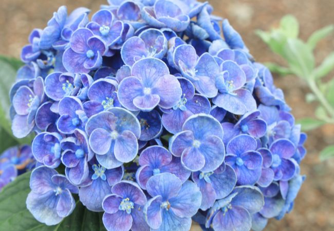 花壇③