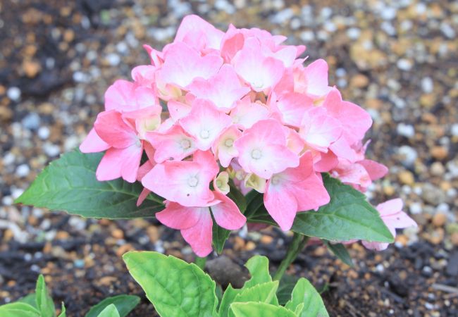 花壇④